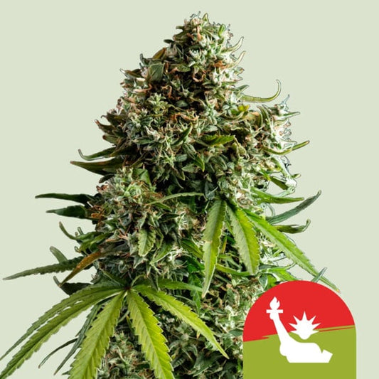 NYC Sour D Auto Cannabis Buds NY Diesel x Sour Diesel