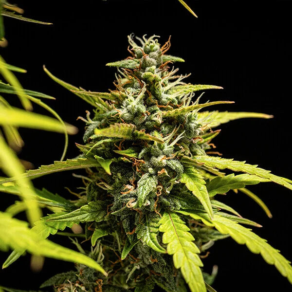 NYC Sour D Auto Buds Tyson 2.0 Exclusive, Dense Resinous Sativa Dominant Strain
