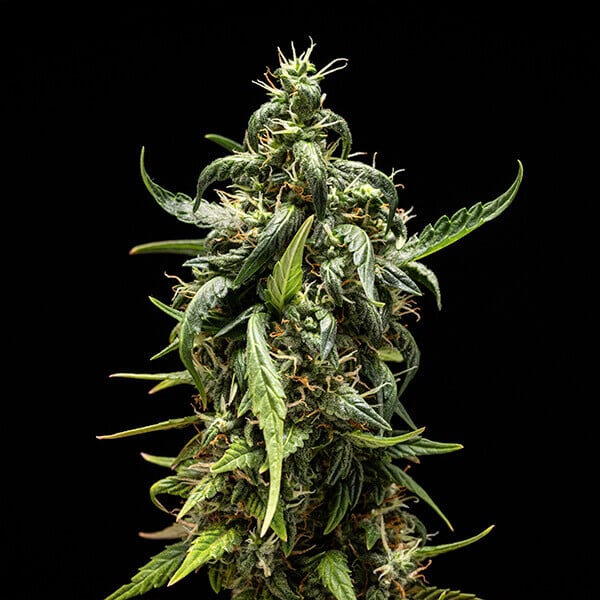 NYC Sour D Autoflower Buds 70% Sativa, 21% THC, Uplifting Creative Effect