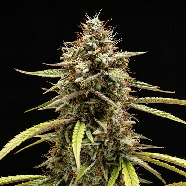Orion F1 Feminised Auto Buds Disease Resistant Hybrid, Deep Relaxing Stone