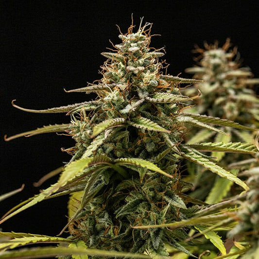 Orion F1 Auto Buds – 70 Day Harvest, Resinous High-Yield Autoflower Strain