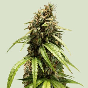 Orion F1 Autoflower Cannabis Buds Compact Indica Dominant Sweet Flavour Dense Buds