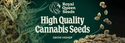 Royal Queen Seeds - Auto Flowering Seed Selection