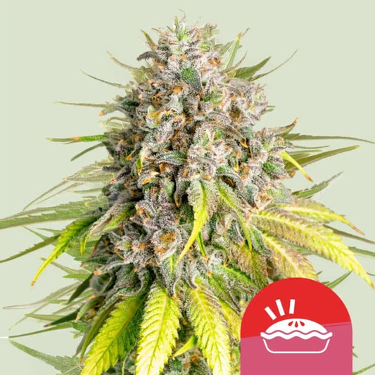 Punch Pie Feminised Cannabis Buds – Dense Resinous Indica, Purple Punch x Purple Kush