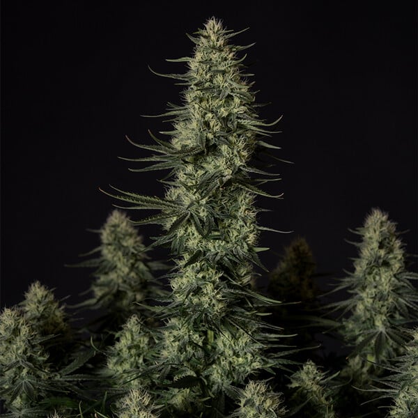 Punch Pie Indica Buds – Deep Relaxing Effects, Thick Weighty Flowers, 9 Week Harvest