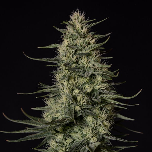 Punch Pie Feminised Buds – 90% Indica, 22% THC, Heavy Resin-Rich Flowers