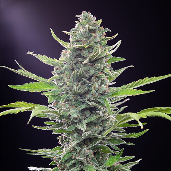 Royal Queen Seeds - Auto Flowering Seed Selection
