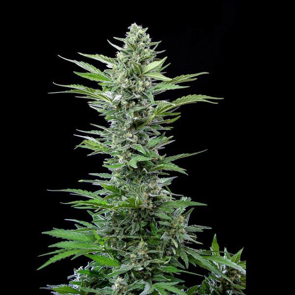 Royal Queen Seeds - Auto Flowering Seed Selection