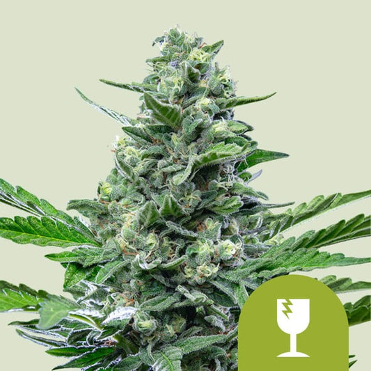 royal critical auto cannabis plant compact indoor grow with dense buds and short structure