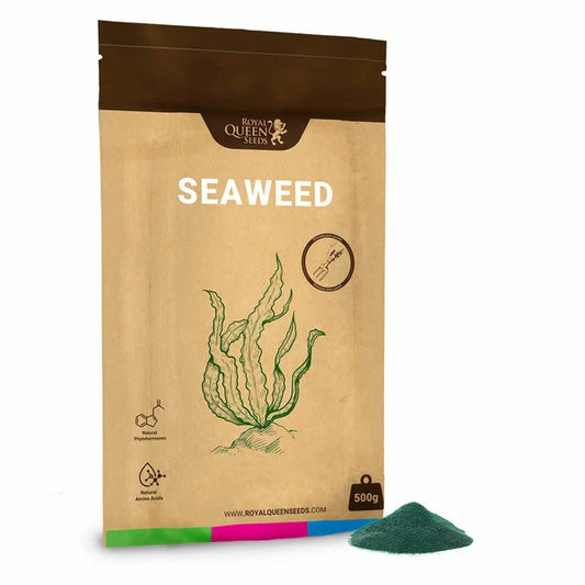 Royal Queen Seeds - Seaweed