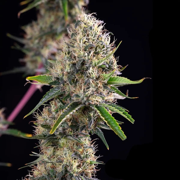 Sundae Driver Strain Buds Balanced Hybrid Genetics Sweet Fruity Terpenes 8 Week Flower