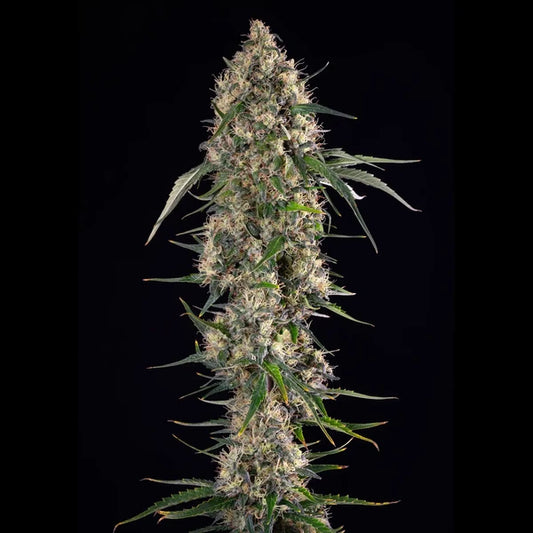 Sundae Driver Feminised Buds 50/50 Hybrid, 23% THC, Dense Compact Resinous Flower