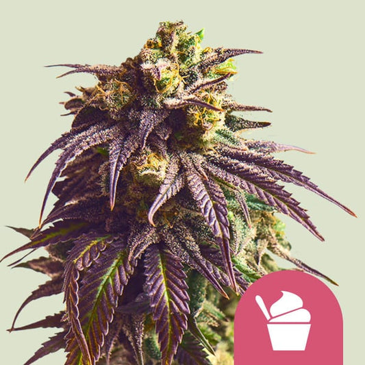 Sundae Driver Cannabis Buds Fruity Pebbles OGxGrape Pie Aromatic Resin Coated Buds