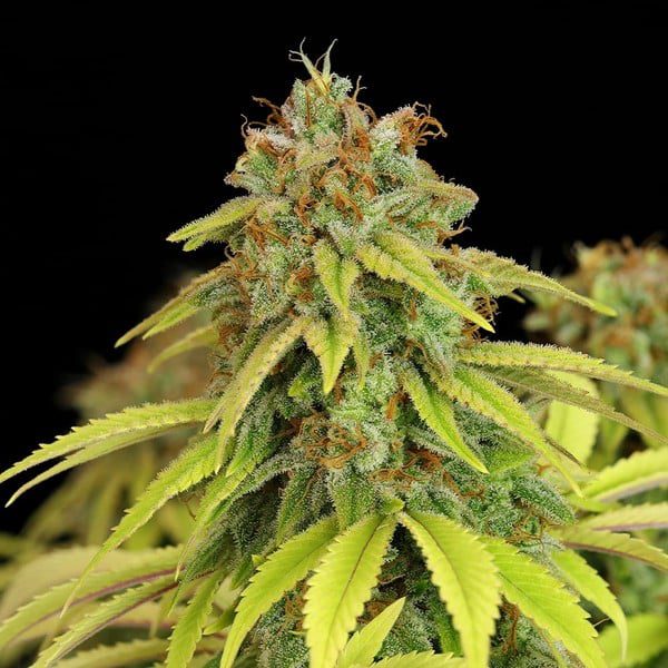 Royal Queen Seeds - Feminized Seeds Selection