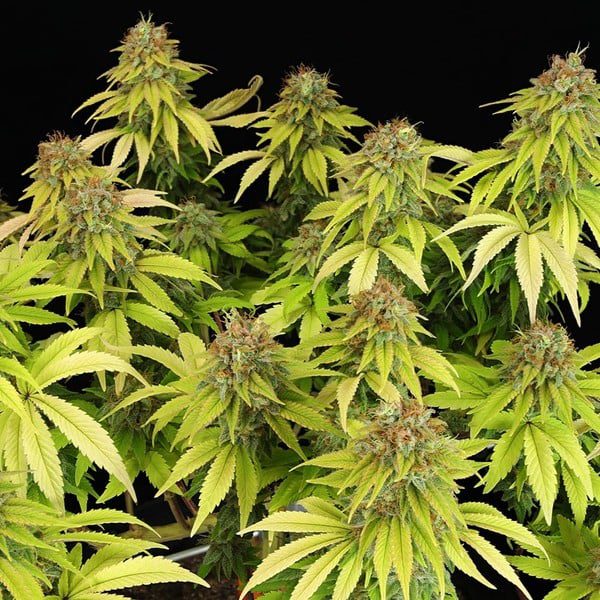 Royal Queen Seeds - Feminized Seeds Selection