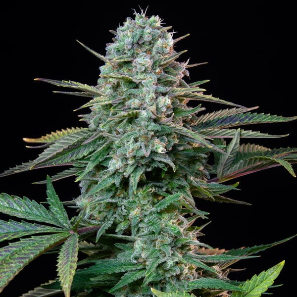 Wedding Crasher Feminised Buds Balanced Sativa Indica Vibrant Potent Dense Flowers