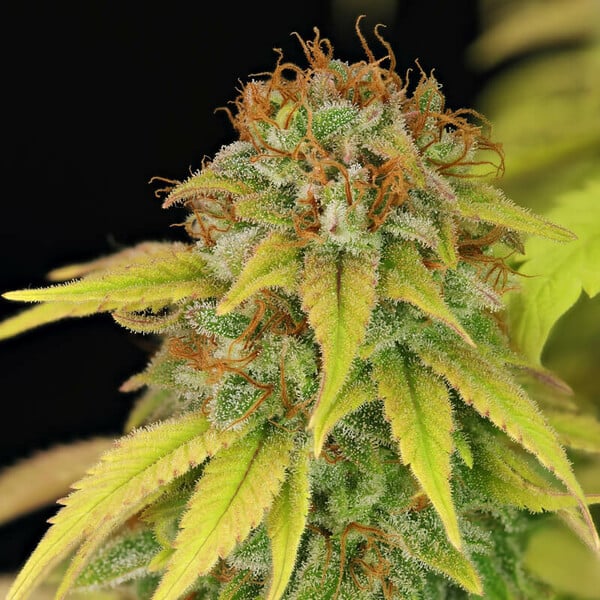 Wedding Crasher Strain 9 Week Flower, High Yield, Fruity Vanilla Aroma